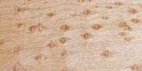 Birds Eye Maple Birds Eye Maple